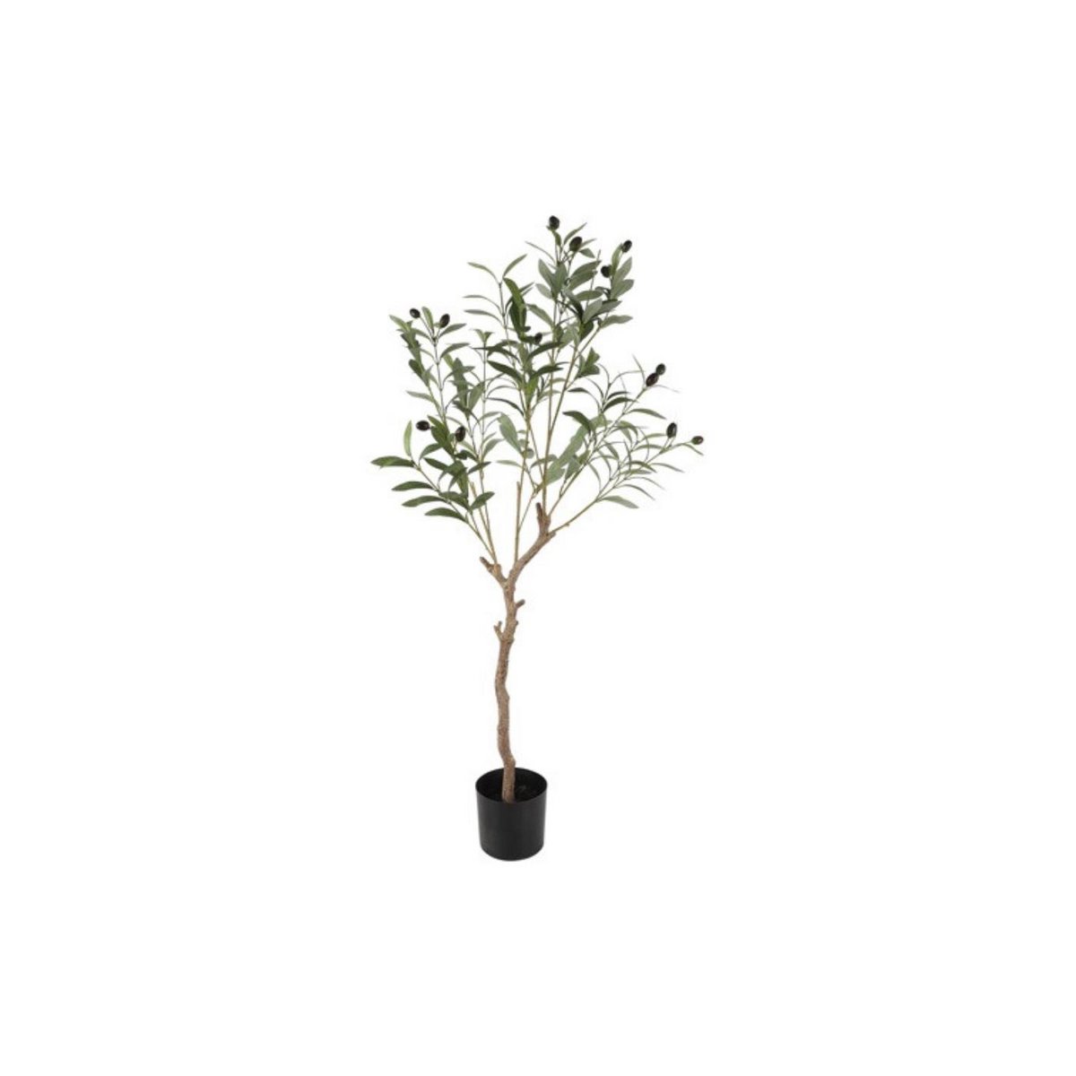 Olijfboompje Olea europaea L 105cm
